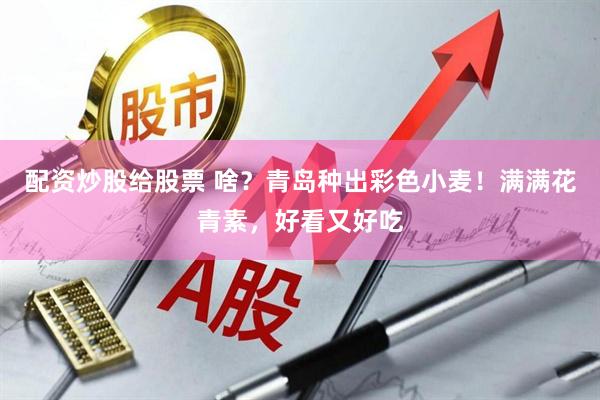 配资炒股给股票 啥?青岛种出彩色小麦!满满花青素,好看又好吃